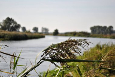 Parkta çimler, bahçe, çayır. Makro. Güzel duvar kağıdı.
