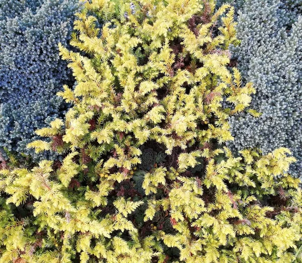 Roślinność Parku Ogrodzie Różne Kolorowe Rośliny Trawa Liście Piękna Tapeta — Zdjęcie stockowe