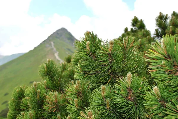 Parkta bitki örtüsü, bahçe. Çeşitli renkli bitkiler, çimenler ve yapraklar. Güzel duvar kağıdı.