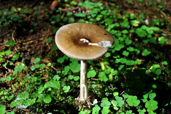 Parkta bitki örtüsü, bahçe. Çeşitli renkli bitkiler, çimenler ve yapraklar. Güzel duvar kağıdı.