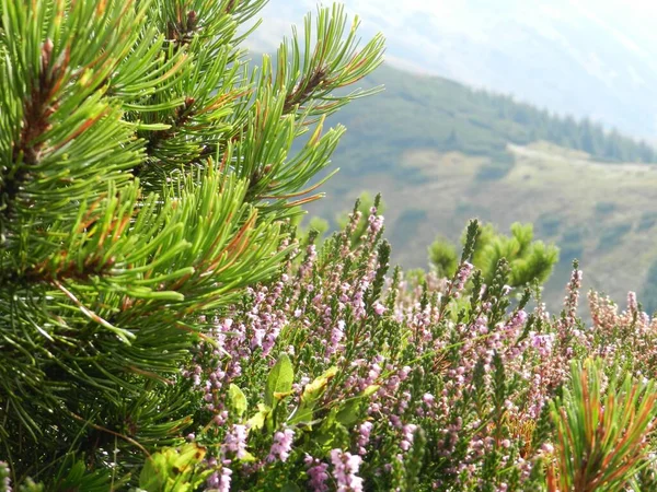 Parkta bitki örtüsü, bahçe. Çeşitli renkli bitkiler, çimenler ve yapraklar. Güzel duvar kağıdı.