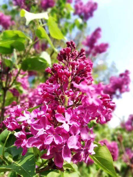 Vegetação Parque Jardim Várias Plantas Coloridas Grama Folhas Papel Parede — Fotografia de Stock