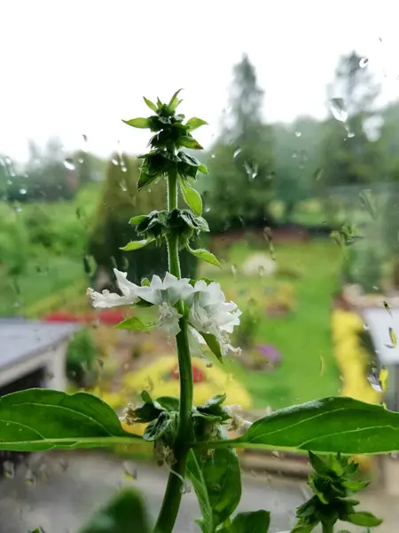 Vegetatie Het Park Tuin Diverse Gekleurde Planten Gras Bladeren Mooi — Stockfoto