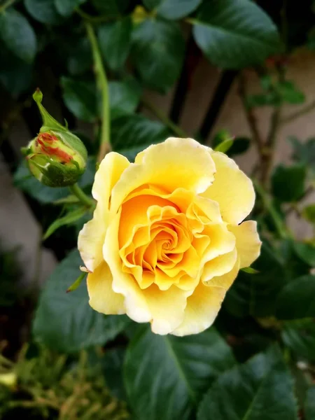 Parkta bitki örtüsü, bahçe. Çeşitli renkli bitkiler, çimenler ve yapraklar. Güzel duvar kağıdı.