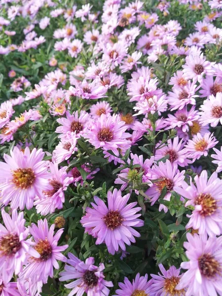 公園の植生 様々な色の植物 草や葉 美しい壁紙 — ストック写真