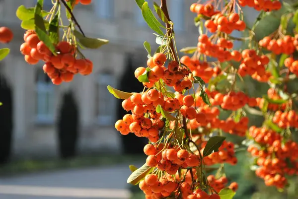 Parkta bitki örtüsü, bahçe. Çeşitli renkli bitkiler, çimenler ve yapraklar. Güzel duvar kağıdı.