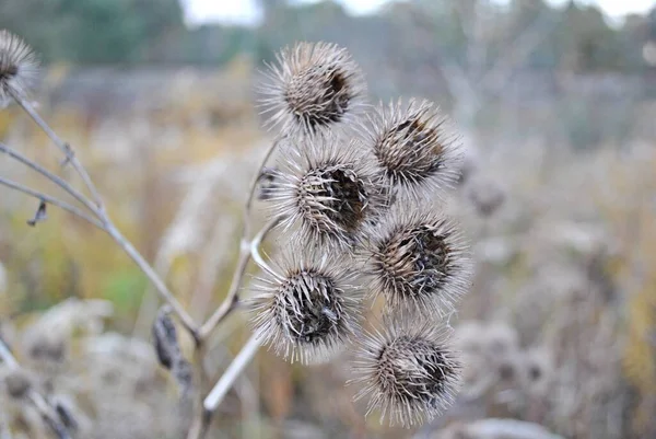 Parkta çimler, bahçe, çayır. Makro. Güzel duvar kağıdı.