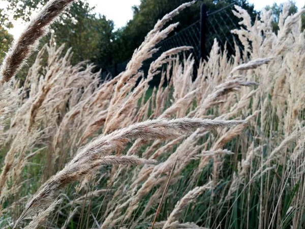 Erba Nel Parco Giardino Prato Macro Bella Carta Parati — Foto Stock