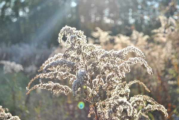 Gras Park Garten Wiese Makro Schöne Tapete — Stockfoto