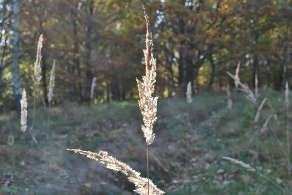 Parkta Çimler Bahçe Çayır Makro Güzel Duvar Kağıdı — Stok fotoğraf