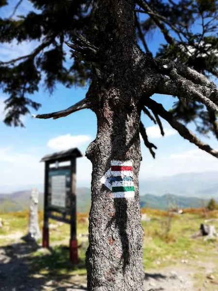 Marking the trail on the tree. Mountain hike. 