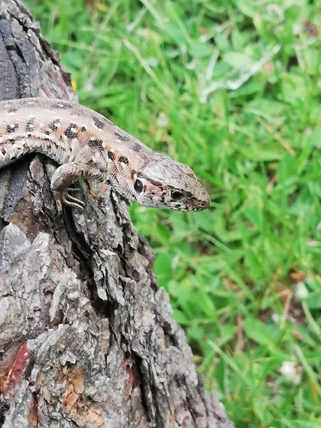 Colorful Lizard Beautiful Creature Its Natural Habitat — Φωτογραφία Αρχείου