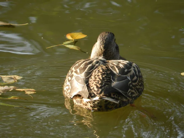 A duck in its natural habitat. Pond in the park.