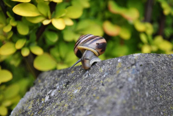 Snail Its Natural Habitat Wild Vegetation — Stok fotoğraf