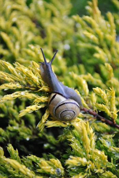 Snail Its Natural Habitat Wild Vegetation — Φωτογραφία Αρχείου