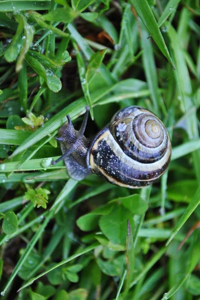 Snail Its Natural Habitat Wild Vegetation — Stock Photo, Image