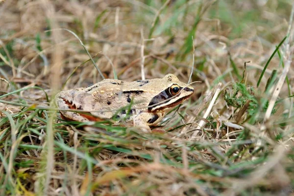 Frog Its Natural Habitat Beautiful Picture Wallpaper — Φωτογραφία Αρχείου