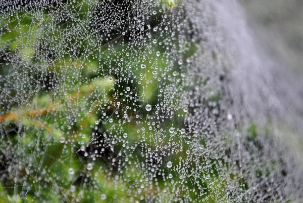 Drops Water Spider Web Stretched Branches Bushes Park — Photo