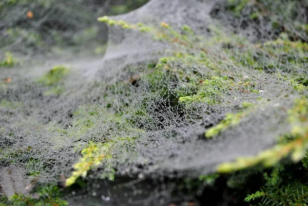 Drops Water Spider Web Stretched Branches Bushes Park — Stockfoto