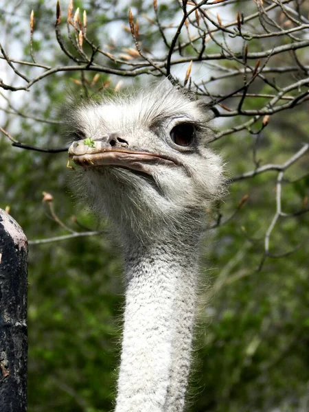 Ostrich Its Natural Habitat Beautiful Picture Wallpaper — Stockfoto
