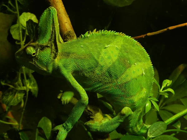 Green Chameleon Resembling Sharpsharp Perfect Photo Wallpaper — Φωτογραφία Αρχείου