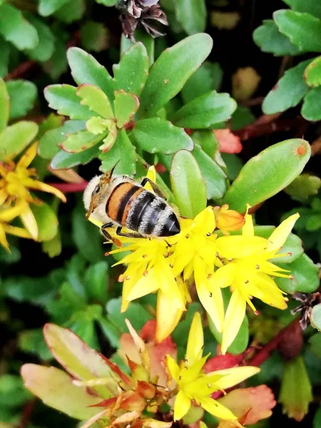 Bee Insect Collecting Pollen Landscaped Park — Photo