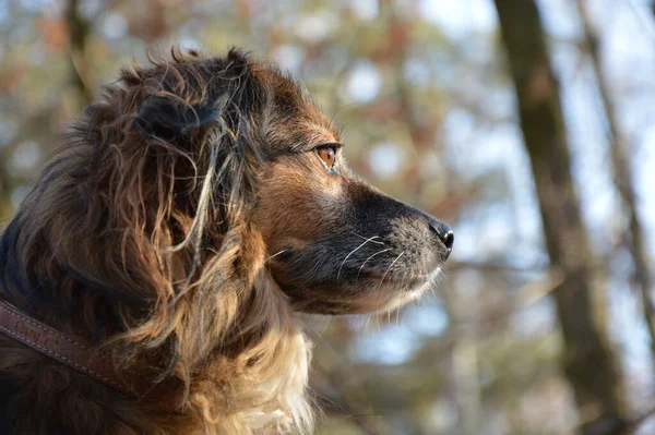 公園を散歩する犬 湖の冬の雰囲気 男の親友 かわいい — ストック写真