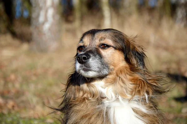 Dog Walk Park Lake Winter Atmosphere Man Best Friend Cute — Stockfoto