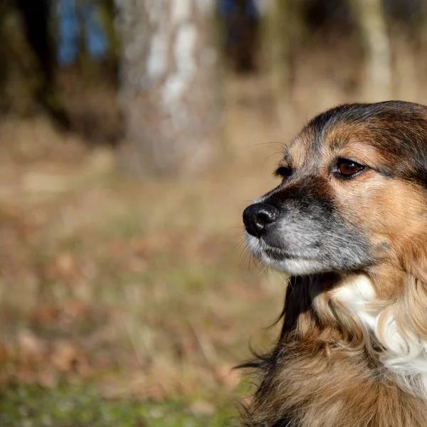 Dog Walk Park Lake Winter Atmosphere Man Best Friend Cute — Stockfoto