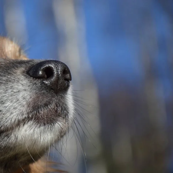 Dog Walk Park Lake Winter Atmosphere Man Best Friend Cute — 스톡 사진