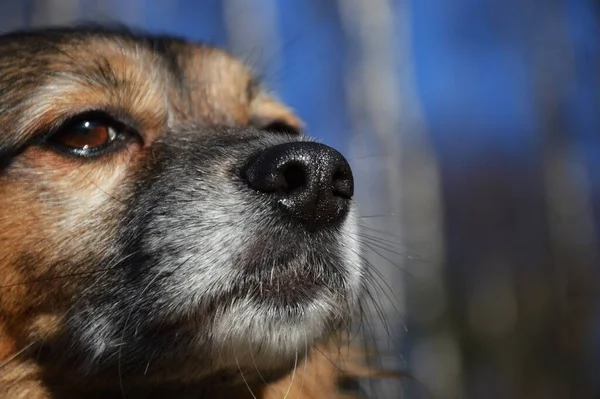 Dog Walk Park Lake Winter Atmosphere Man Best Friend Cute — Stockfoto