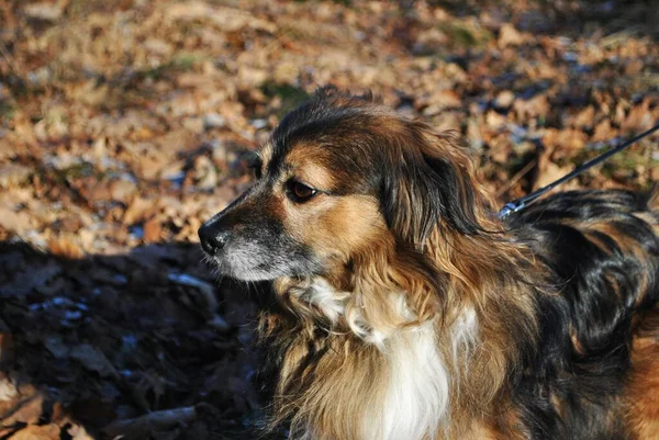 Dog Walk Park Lake Winter Atmosphere Man Best Friend Cute — 스톡 사진