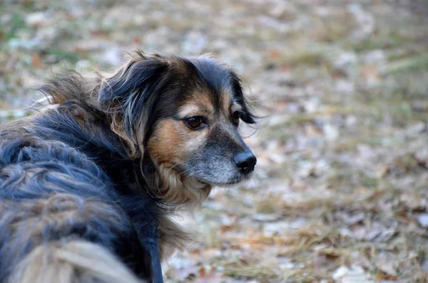 Dog Walk Park Lake Winter Atmosphere Man Best Friend Cute — 스톡 사진