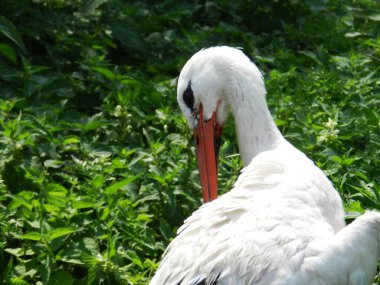A stork in its natural habitat. Green park in the background. 