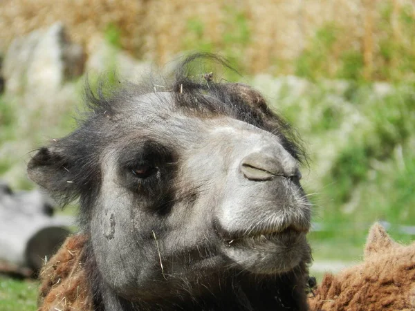 Camel Environmental Event Background Green Grass Funny Face — Stockfoto