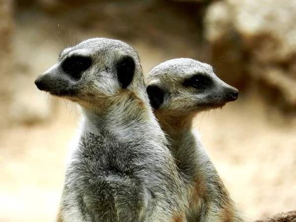 Two Meerkats Photographed Wild Look Out Dangers —  Fotos de Stock