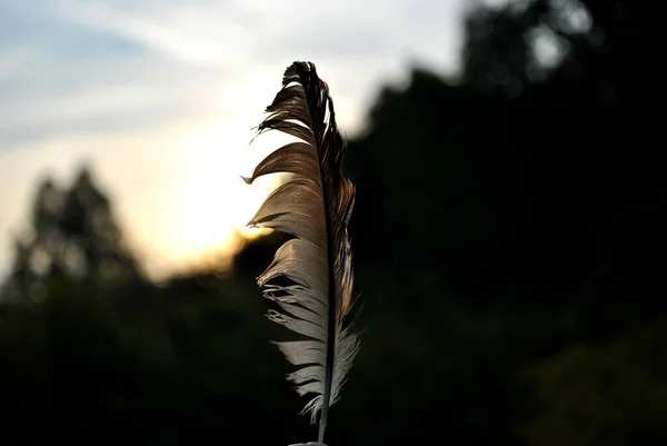 Pluma Contra Cielo Fotografiada Atardecer Parque Hermosa —  Fotos de Stock