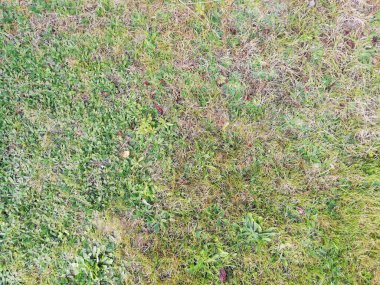 Undergrowth. Shrubs, leaves and grass in the park, garden. Good texture, background, 