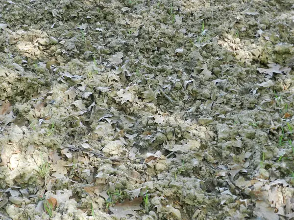 Undergrowth. Shrubs, leaves and grass in the park, garden. Good texture, background, 