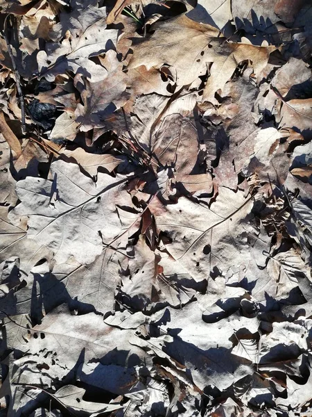 Undergrowth Shrubs Leaves Grass Park Garden Good Texture Background — Zdjęcie stockowe