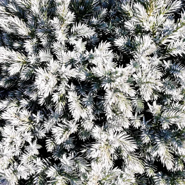 Undergrowth Shrubs Leaves Grass Park Garden Good Texture Background — 图库照片