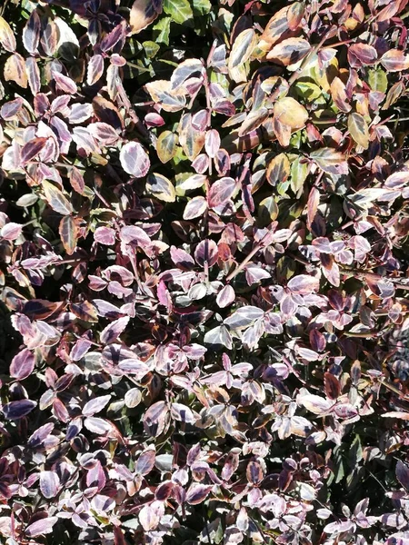 Undergrowth Shrubs Leaves Grass Park Garden Good Texture Background — Fotografia de Stock