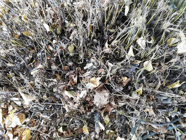 Undergrowth. Shrubs, leaves and grass in the park, garden. Good texture, background, 