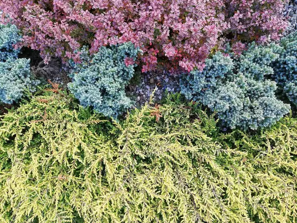 Undergrowth Shrubs Leaves Grass Park Garden Good Texture Background — Photo