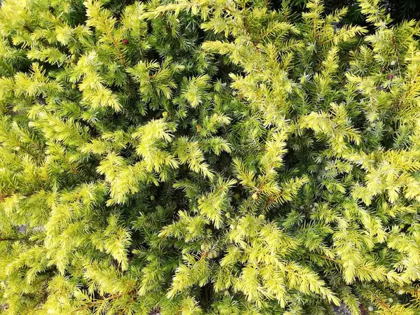 Undergrowth Shrubs Leaves Grass Park Garden Good Texture Background — Photo