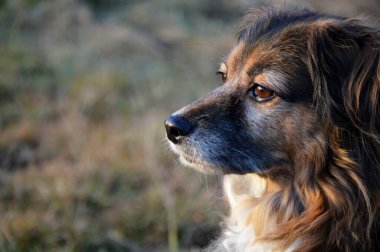 A dog for a walk in the park. Lake-winter atmosphere. Man's best friend. Cute.