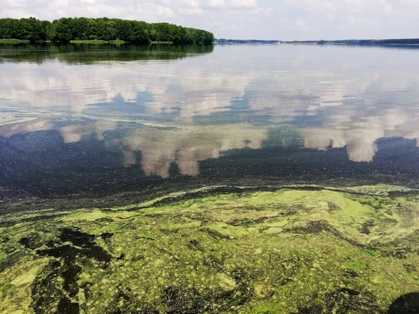 Duckweed Tavon Folyó Parkban Alga Kivonás — Stock Fotó