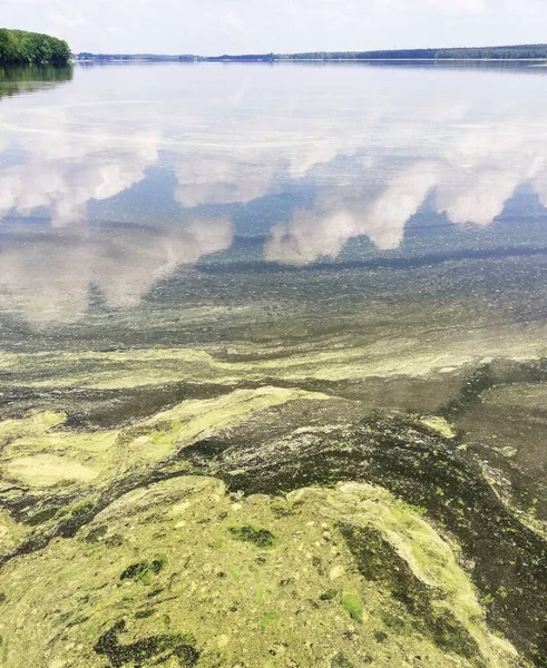 Herbe Canard Sur Lac Rivière Dans Parc Des Algues Abstraction — Photo