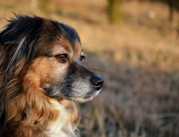 Dog Walk Park Lake Winter Atmosphere Man Best Friend Cute — Stockfoto