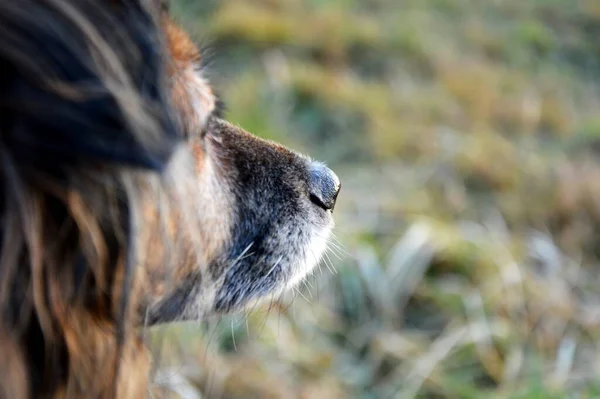 Dog Walk Park Lake Winter Atmosphere Man Best Friend Cute — Φωτογραφία Αρχείου